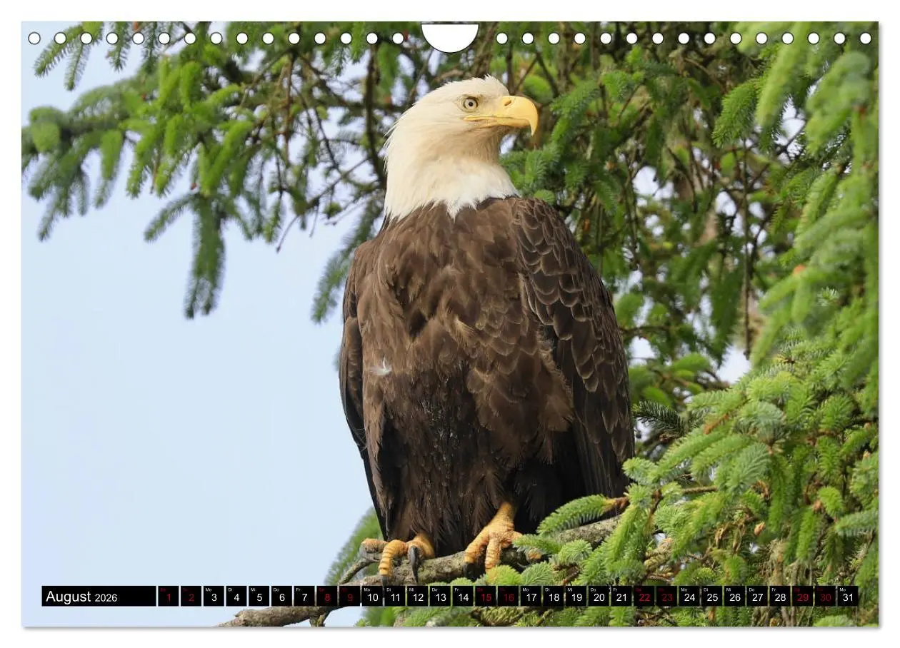 Bild: 9783457845547 | Weißkopfseeadler. Herrscher der Lüfte. 2026 (Wandkalender 2026 DIN...
