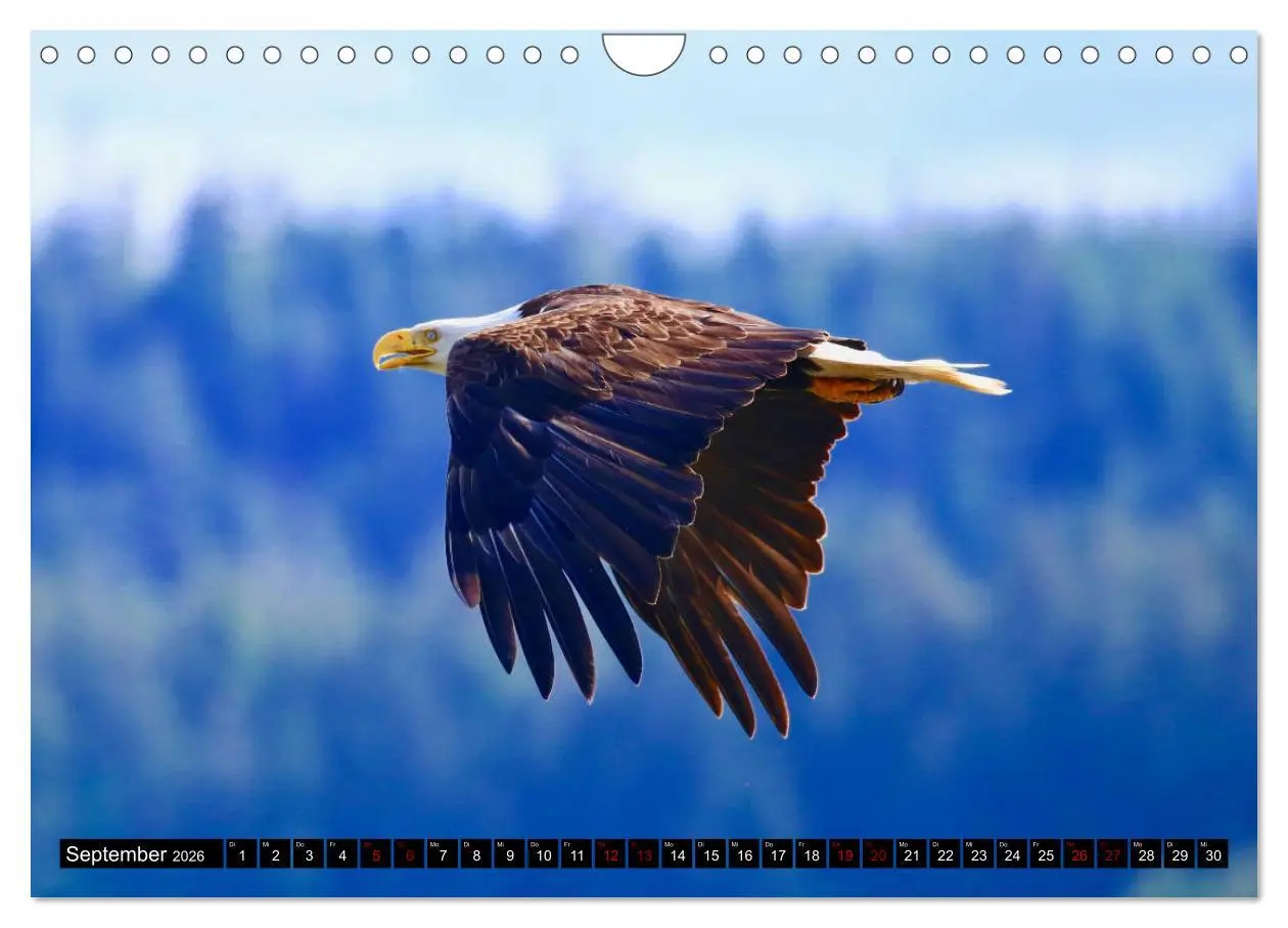 Bild: 9783457845547 | Weißkopfseeadler. Herrscher der Lüfte. 2026 (Wandkalender 2026 DIN...