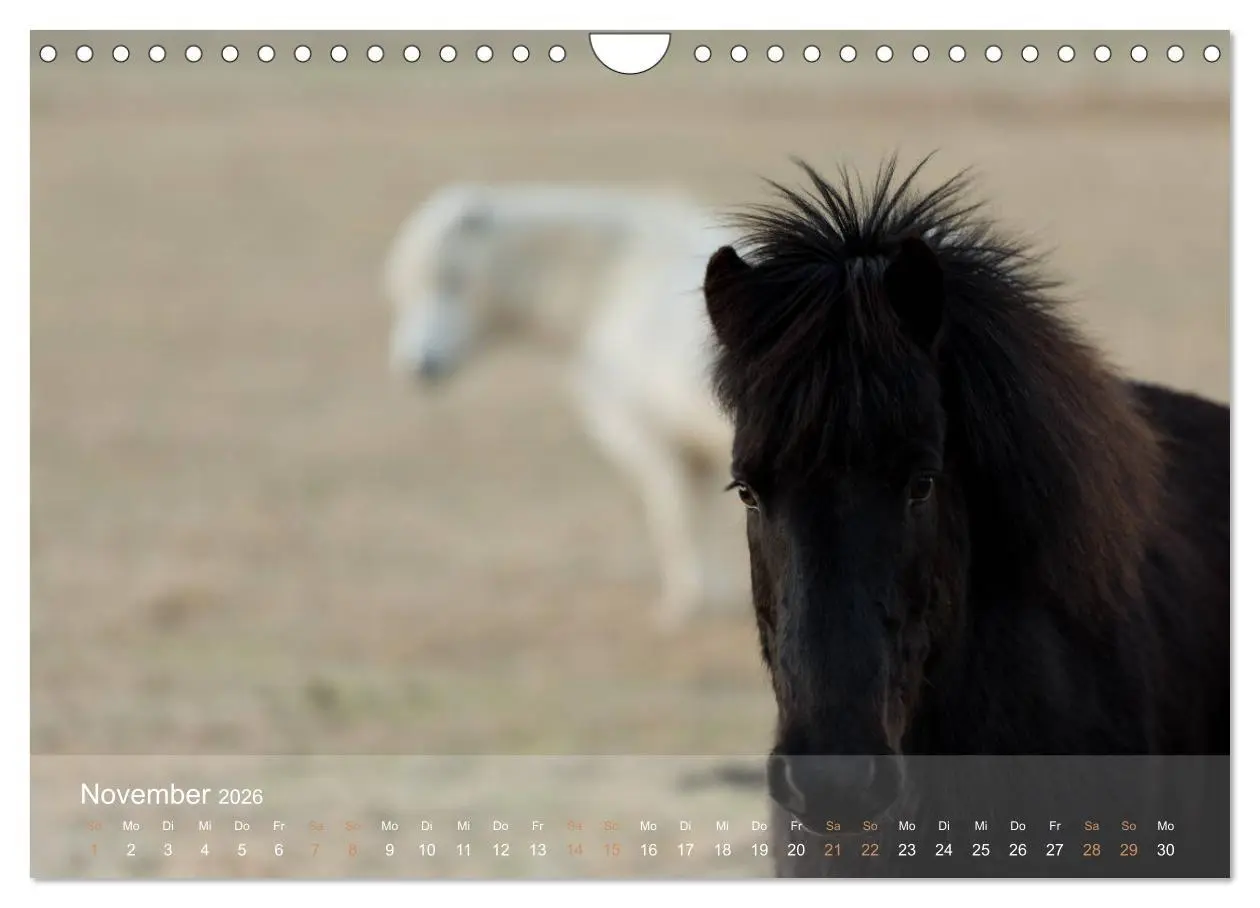 Bild: 9783457835647 | Islandpferde - Der Tölt Kalender (Wandkalender 2026 DIN A4 quer),...