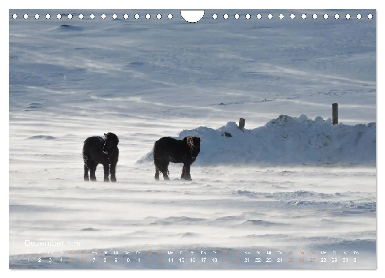 Bild: 9783457835647 | Islandpferde - Der Tölt Kalender (Wandkalender 2026 DIN A4 quer),...