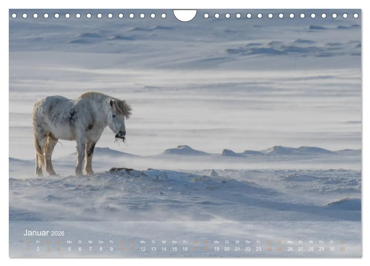 Bild: 9783457835647 | Islandpferde - Der Tölt Kalender (Wandkalender 2026 DIN A4 quer),...
