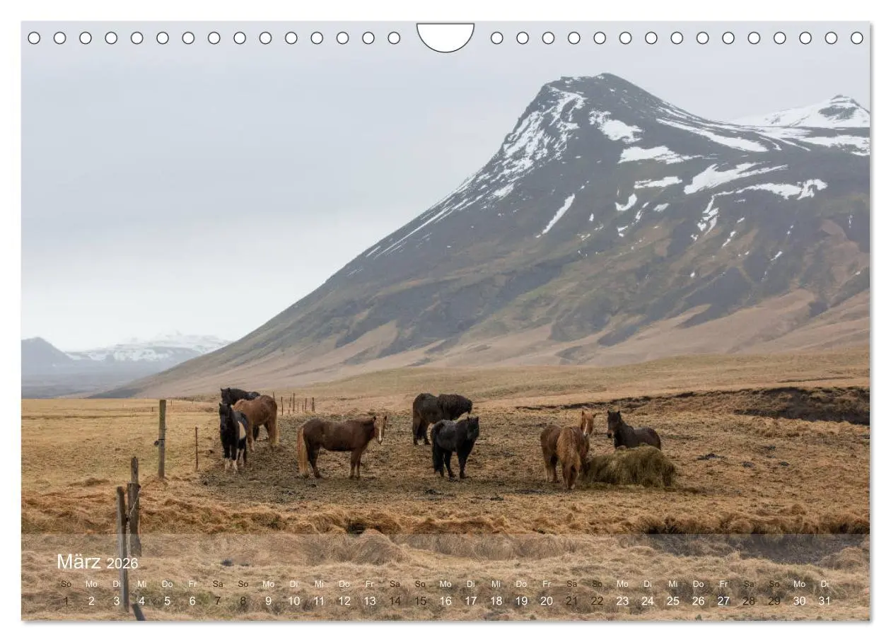Bild: 9783457835647 | Islandpferde - Der Tölt Kalender (Wandkalender 2026 DIN A4 quer),...