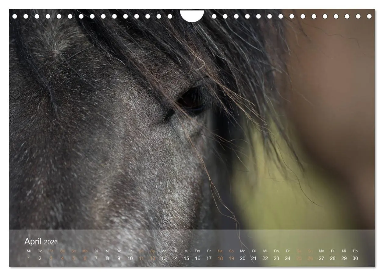 Bild: 9783457835647 | Islandpferde - Der Tölt Kalender (Wandkalender 2026 DIN A4 quer),...