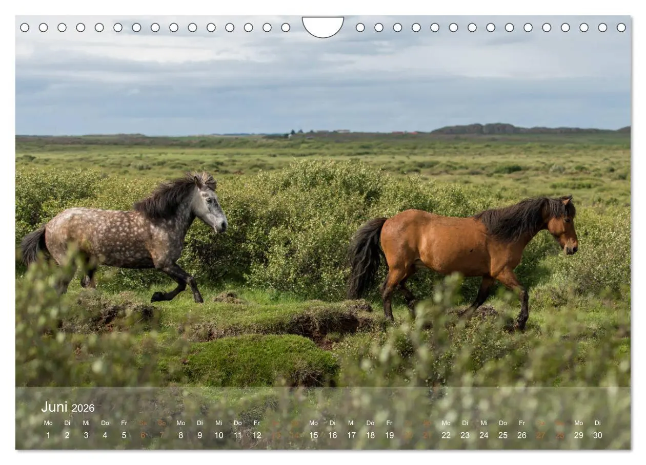 Bild: 9783457835647 | Islandpferde - Der Tölt Kalender (Wandkalender 2026 DIN A4 quer),...
