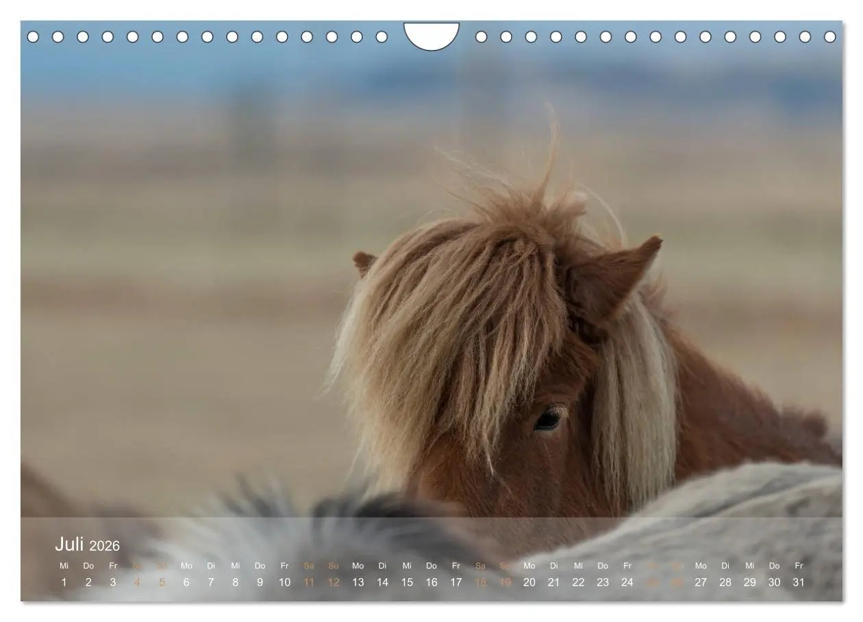 Bild: 9783457835647 | Islandpferde - Der Tölt Kalender (Wandkalender 2026 DIN A4 quer),...