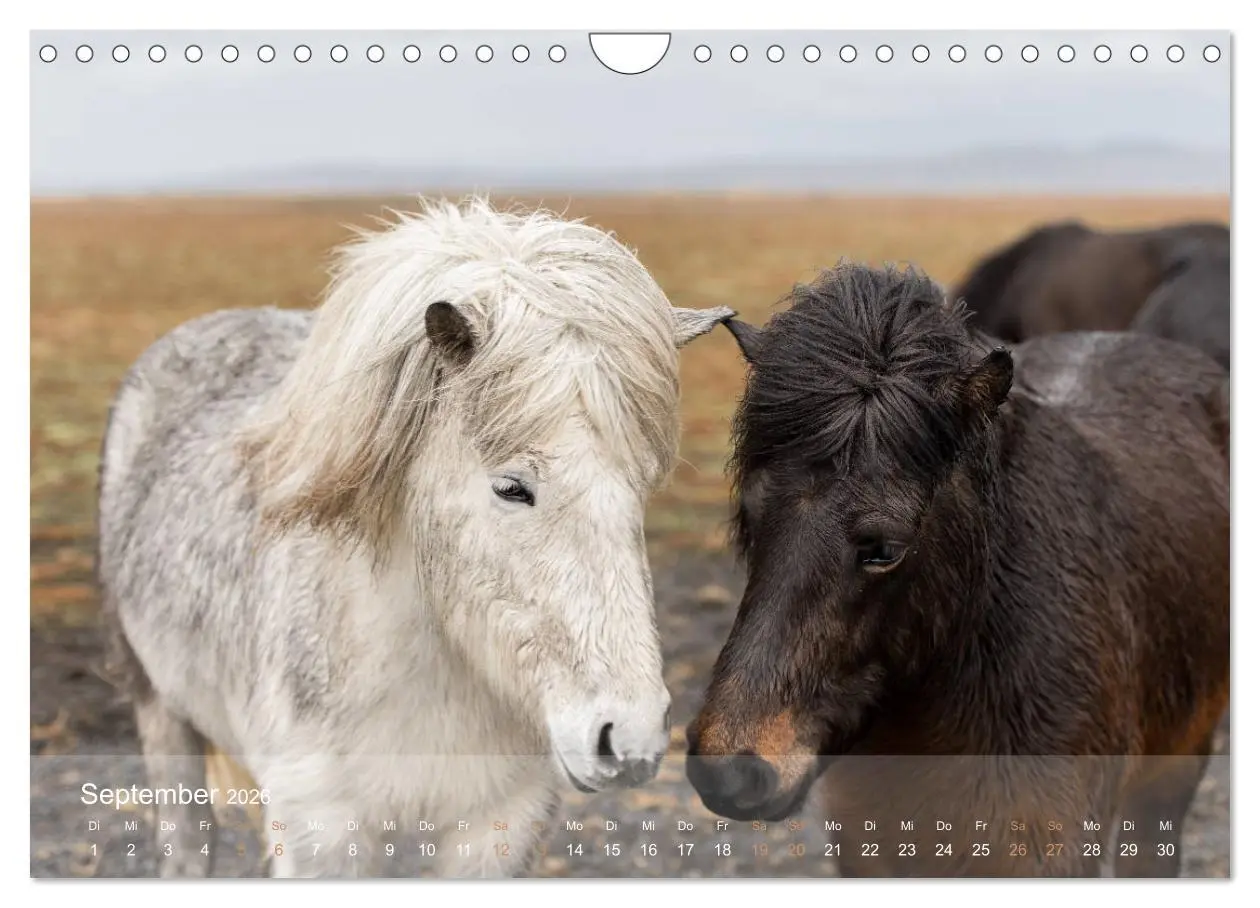 Bild: 9783457835647 | Islandpferde - Der Tölt Kalender (Wandkalender 2026 DIN A4 quer),...