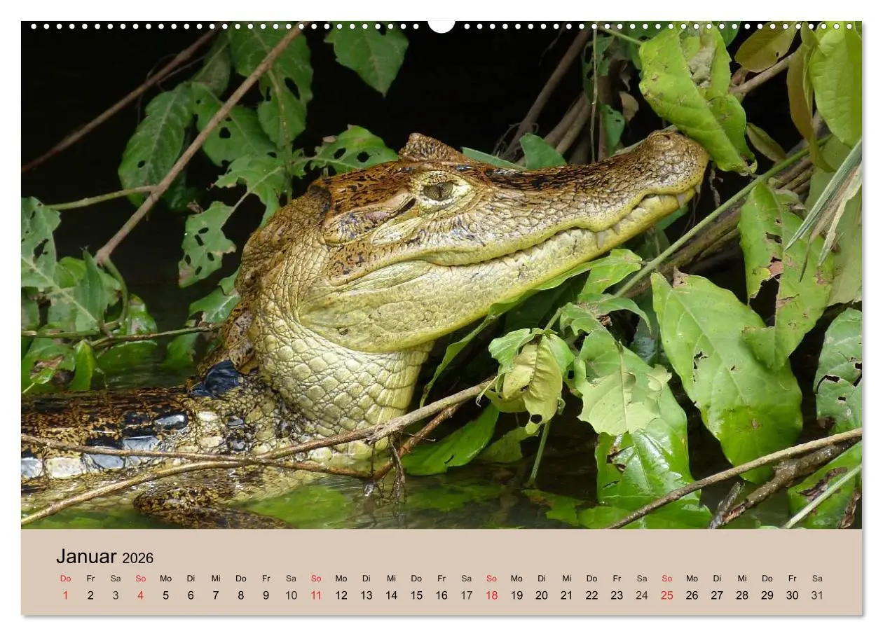Bild: 9783516145847 | Brasilien. Impressionen (Wandkalender 2026 DIN A2 quer), CALVENDO...