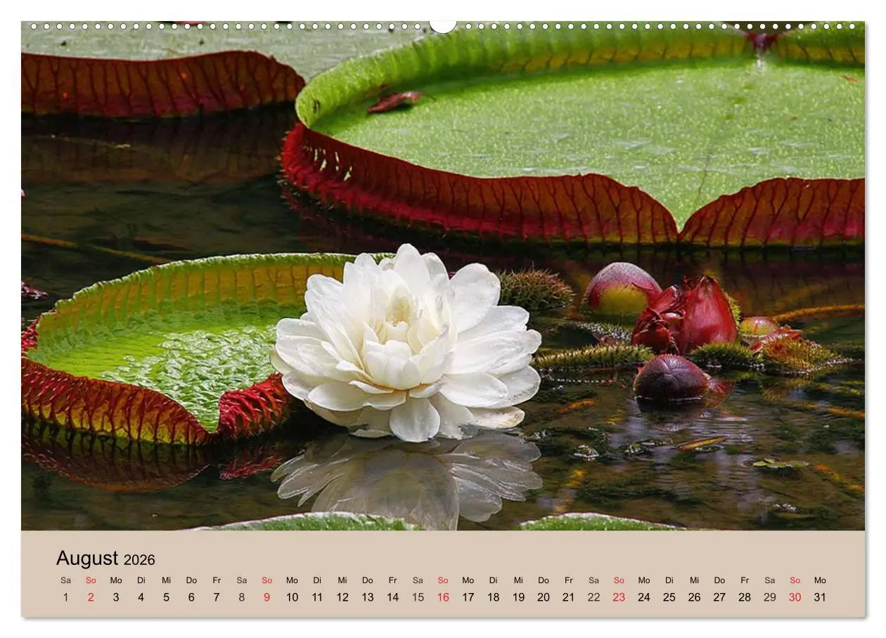 Bild: 9783516145847 | Brasilien. Impressionen (Wandkalender 2026 DIN A2 quer), CALVENDO...
