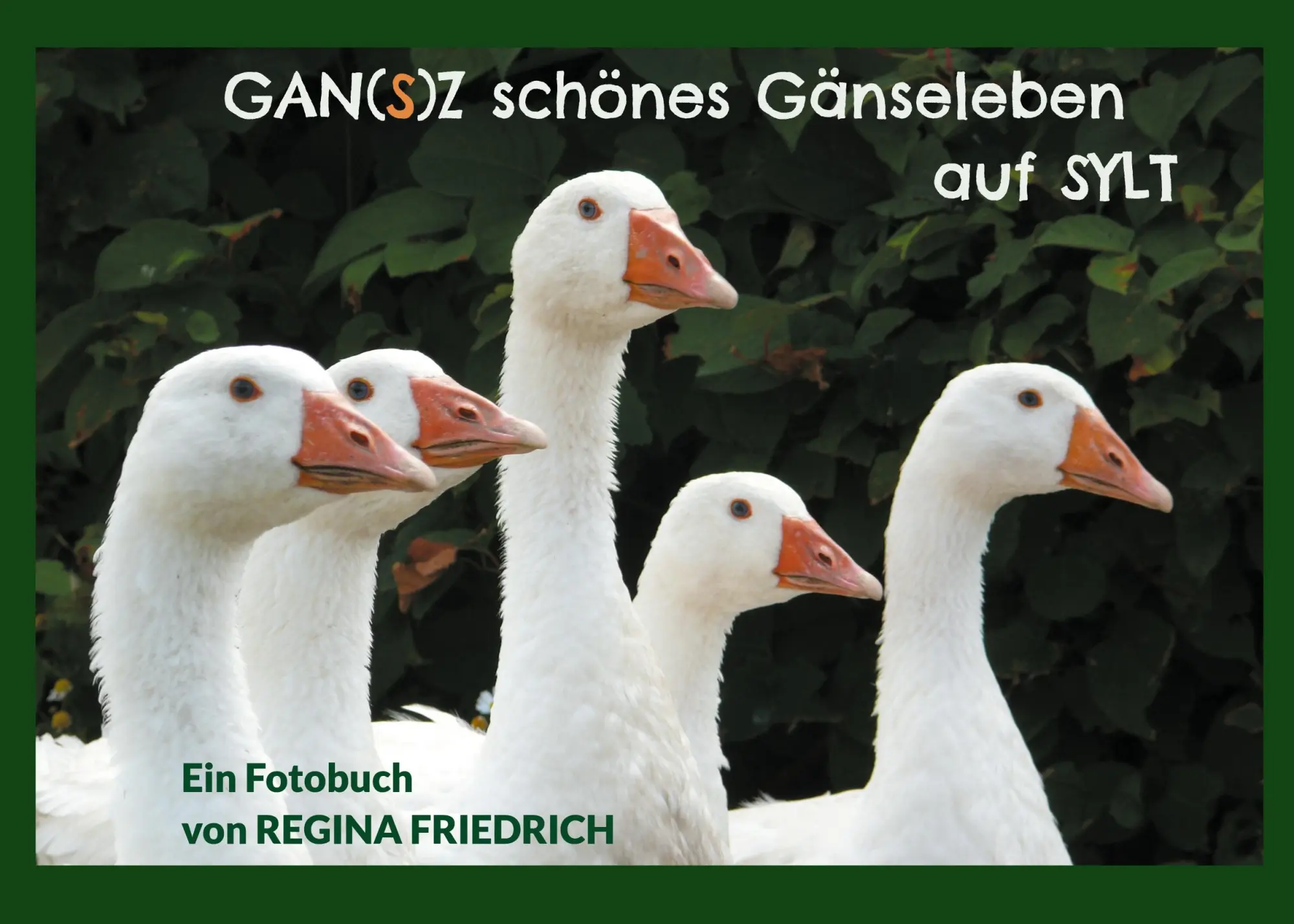 Cover: 9783757885847 | GAN(S)Z schönes Gänseleben auf SYLT | Regina Friedrich | Taschenbuch