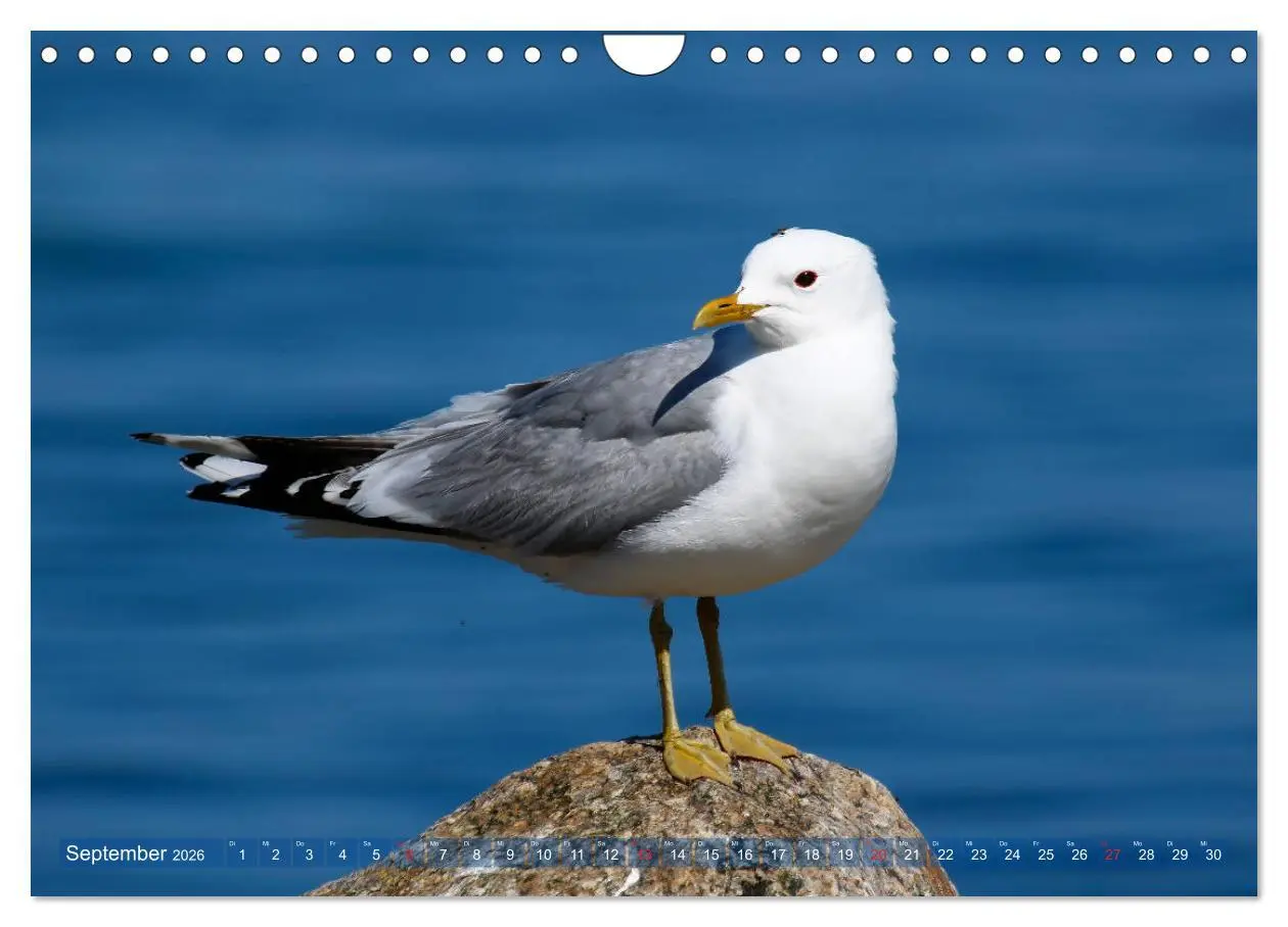 Bild: 9783457735947 | Kappeln und die Schlei (Wandkalender 2026 DIN A4 quer), CALVENDO...