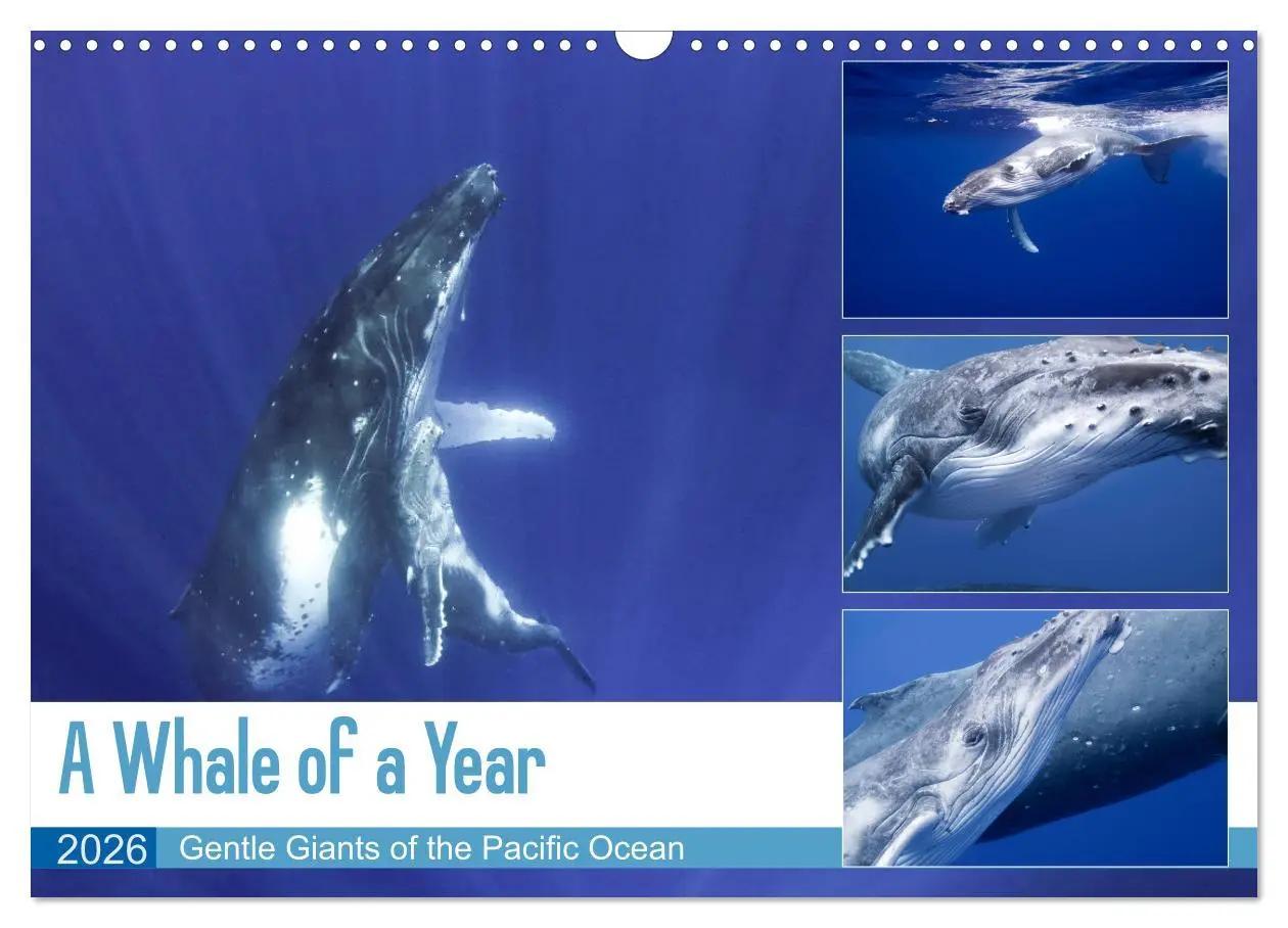 Cover: 9783516566147 | A Whale of a Year (Wall Calendar 2026 DIN A3 landscape), CALVENDO...