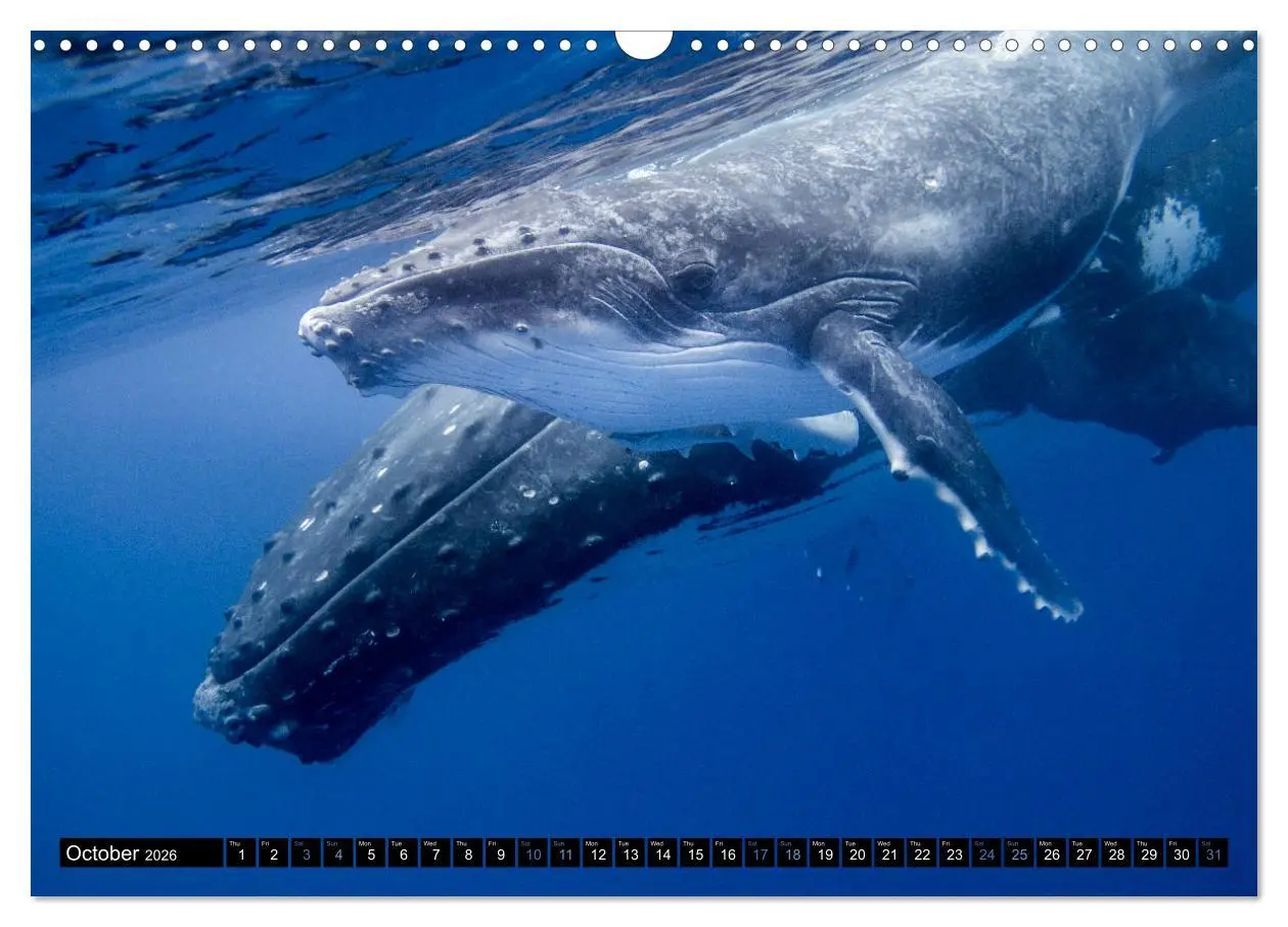 Bild: 9783516566147 | A Whale of a Year (Wall Calendar 2026 DIN A3 landscape), CALVENDO...