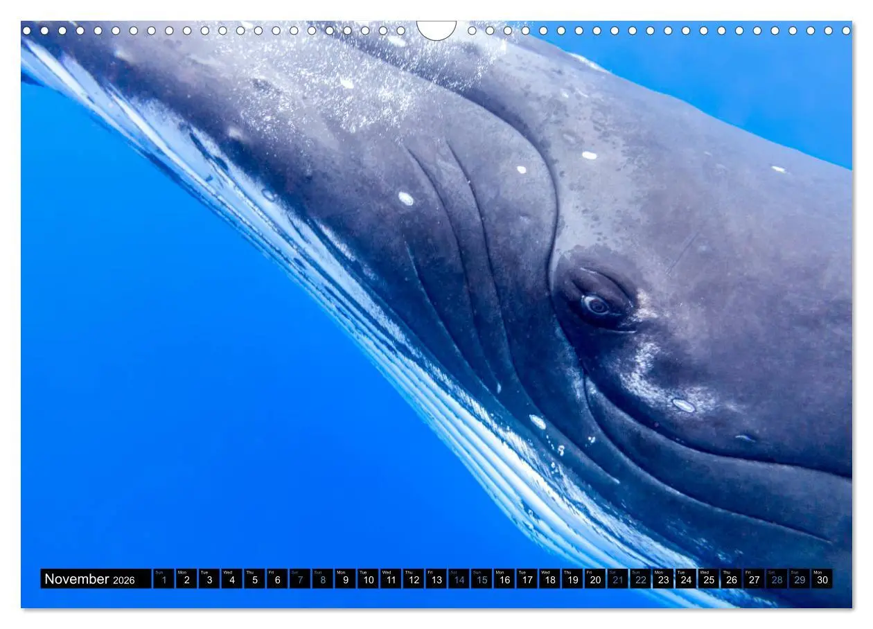 Bild: 9783516566147 | A Whale of a Year (Wall Calendar 2026 DIN A3 landscape), CALVENDO...