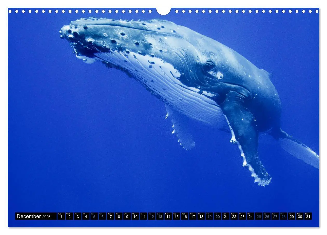 Bild: 9783516566147 | A Whale of a Year (Wall Calendar 2026 DIN A3 landscape), CALVENDO...
