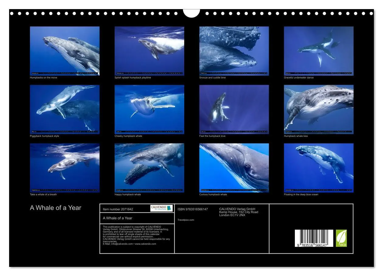 Bild: 9783516566147 | A Whale of a Year (Wall Calendar 2026 DIN A3 landscape), CALVENDO...