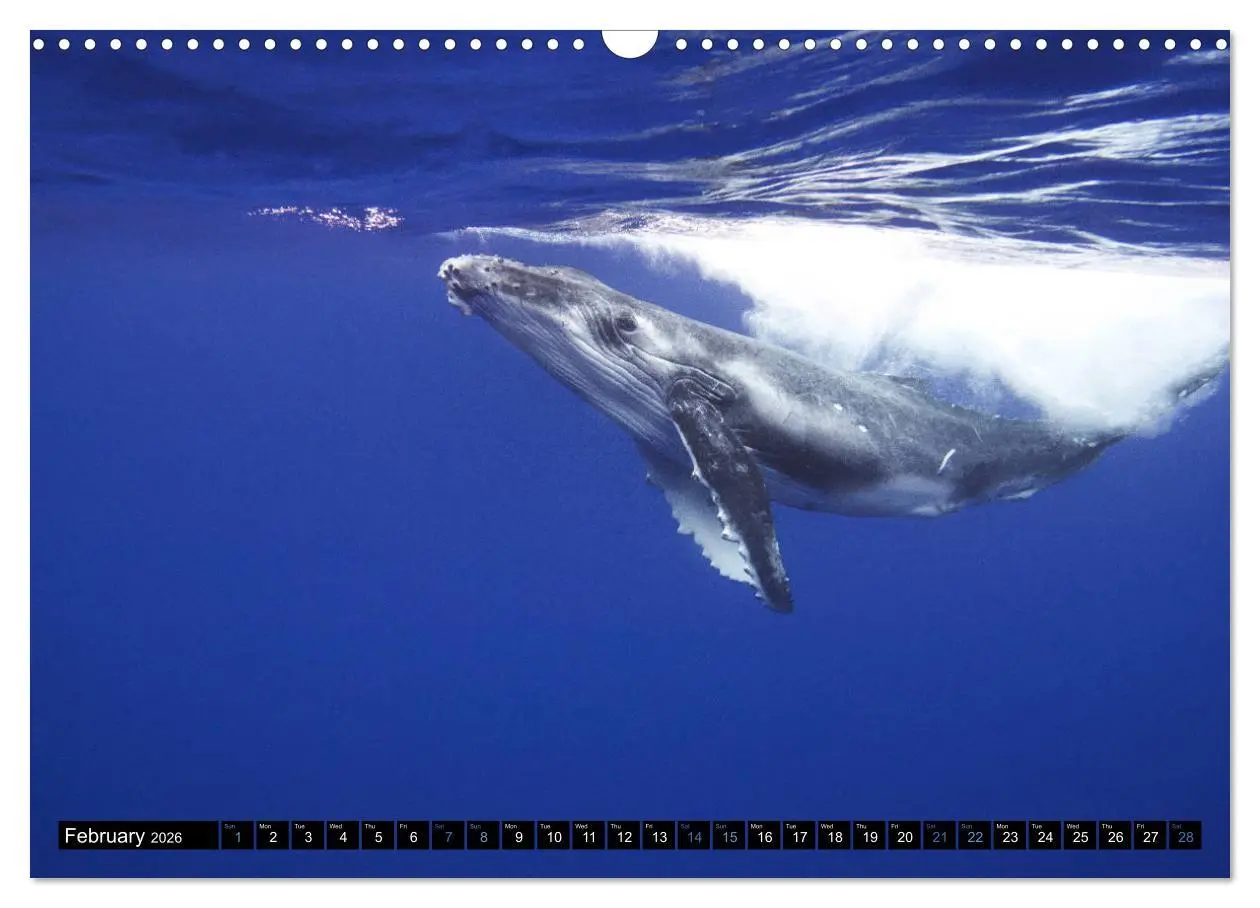 Bild: 9783516566147 | A Whale of a Year (Wall Calendar 2026 DIN A3 landscape), CALVENDO...