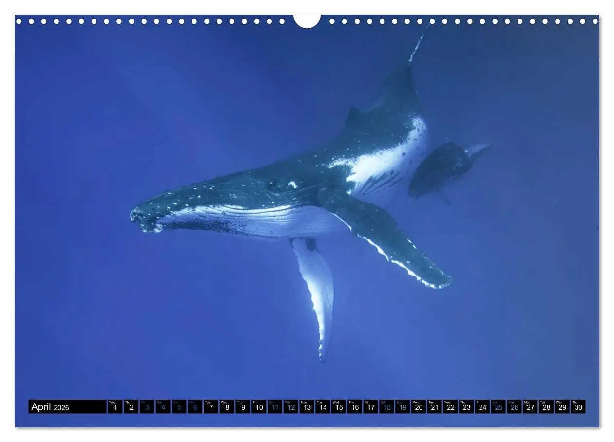 Bild: 9783516566147 | A Whale of a Year (Wall Calendar 2026 DIN A3 landscape), CALVENDO...