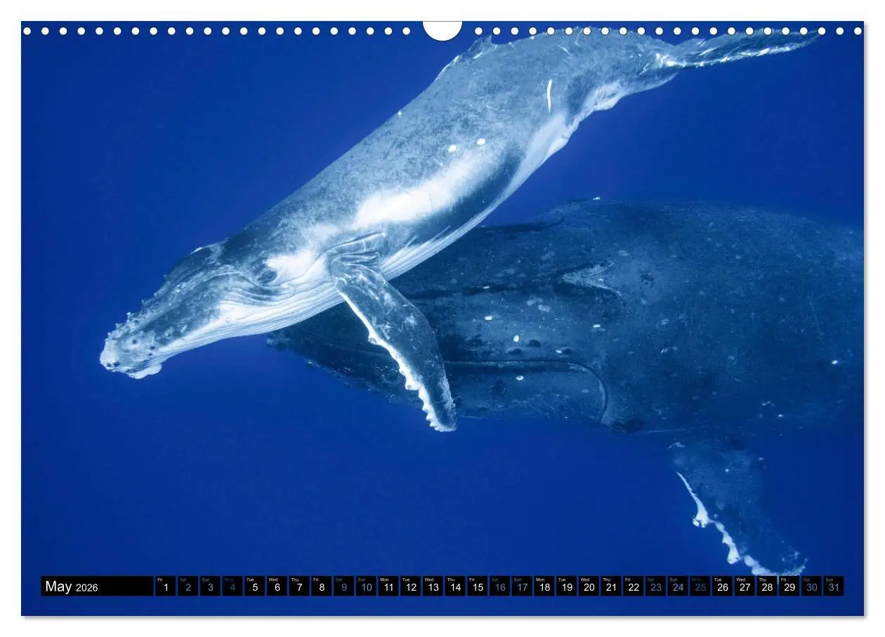 Bild: 9783516566147 | A Whale of a Year (Wall Calendar 2026 DIN A3 landscape), CALVENDO...
