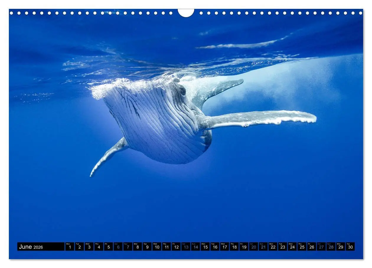 Bild: 9783516566147 | A Whale of a Year (Wall Calendar 2026 DIN A3 landscape), CALVENDO...