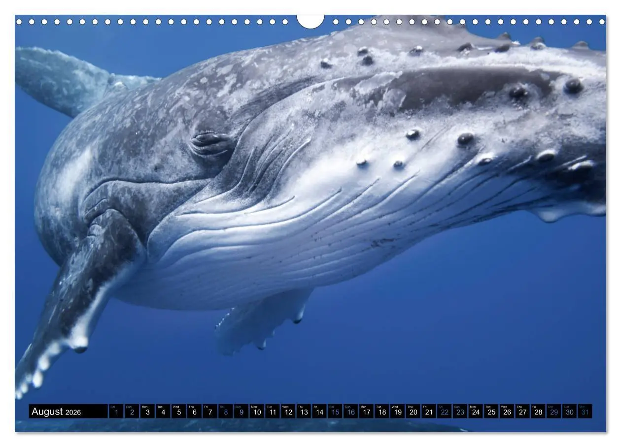 Bild: 9783516566147 | A Whale of a Year (Wall Calendar 2026 DIN A3 landscape), CALVENDO...