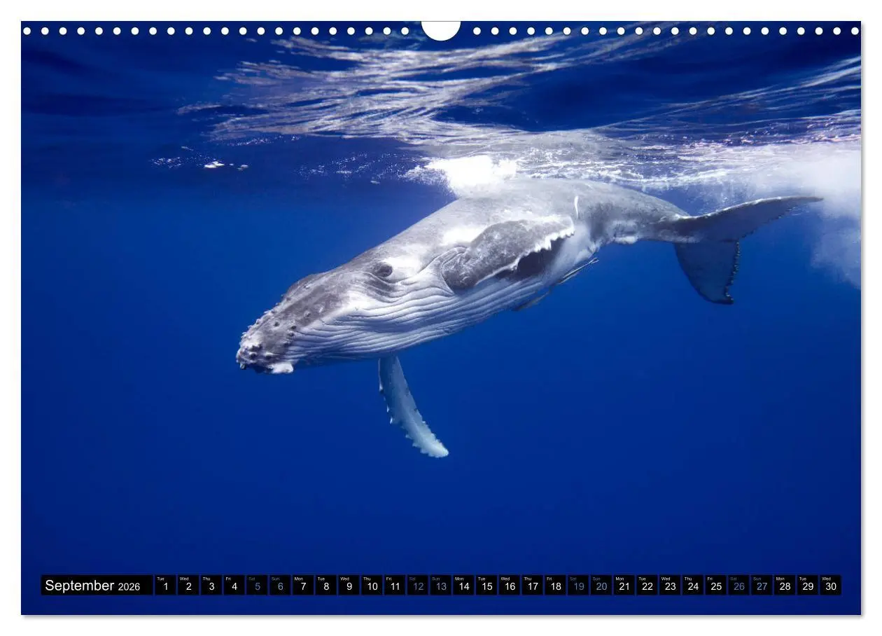 Bild: 9783516566147 | A Whale of a Year (Wall Calendar 2026 DIN A3 landscape), CALVENDO...