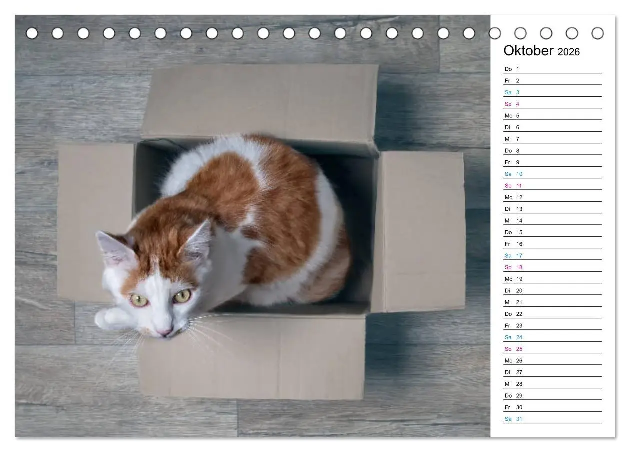 Bild: 9783457776247 | Karton Katzen (Tischkalender 2026 DIN A5 quer), CALVENDO...