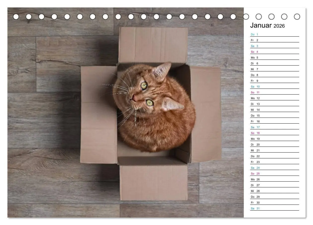 Bild: 9783457776247 | Karton Katzen (Tischkalender 2026 DIN A5 quer), CALVENDO...