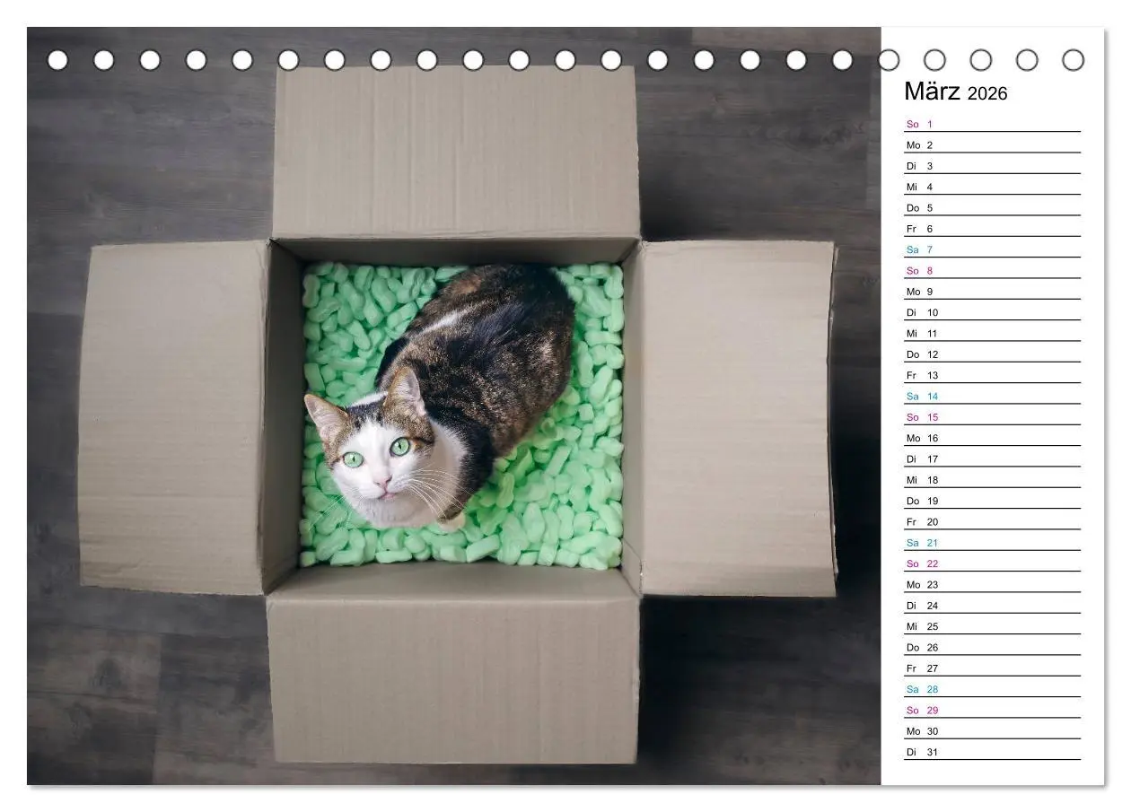 Bild: 9783457776247 | Karton Katzen (Tischkalender 2026 DIN A5 quer), CALVENDO...