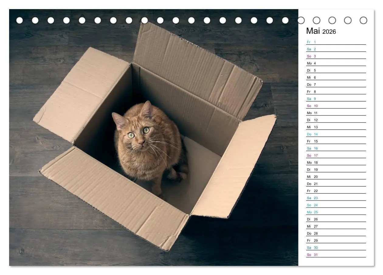 Bild: 9783457776247 | Karton Katzen (Tischkalender 2026 DIN A5 quer), CALVENDO...