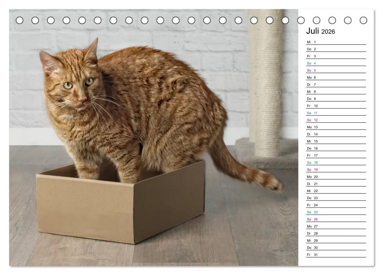 Bild: 9783457776247 | Karton Katzen (Tischkalender 2026 DIN A5 quer), CALVENDO...