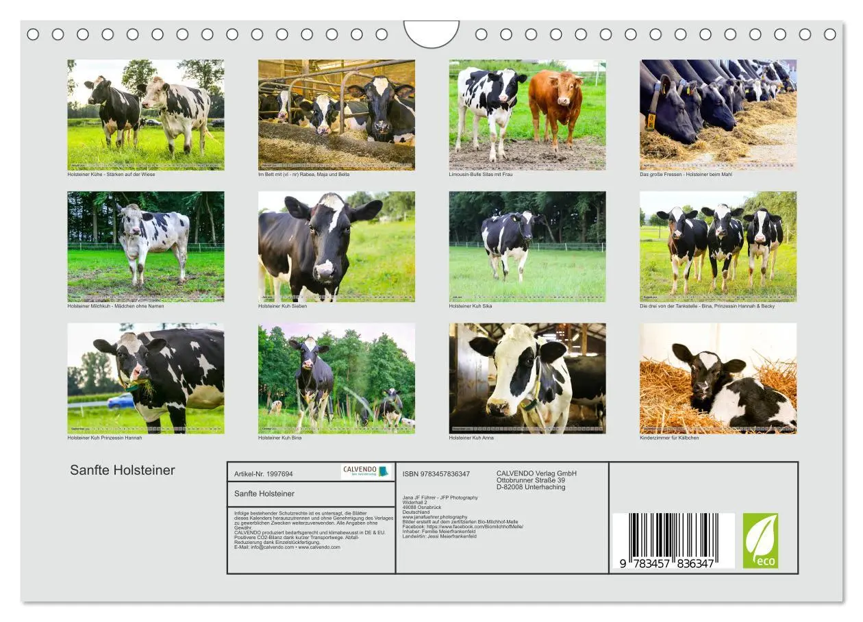 Bild: 9783457836347 | Sanfte Holsteiner (Wandkalender 2026 DIN A4 quer), CALVENDO...