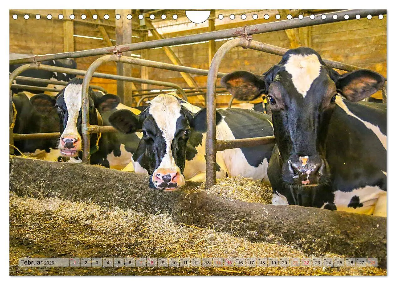 Bild: 9783457836347 | Sanfte Holsteiner (Wandkalender 2026 DIN A4 quer), CALVENDO...