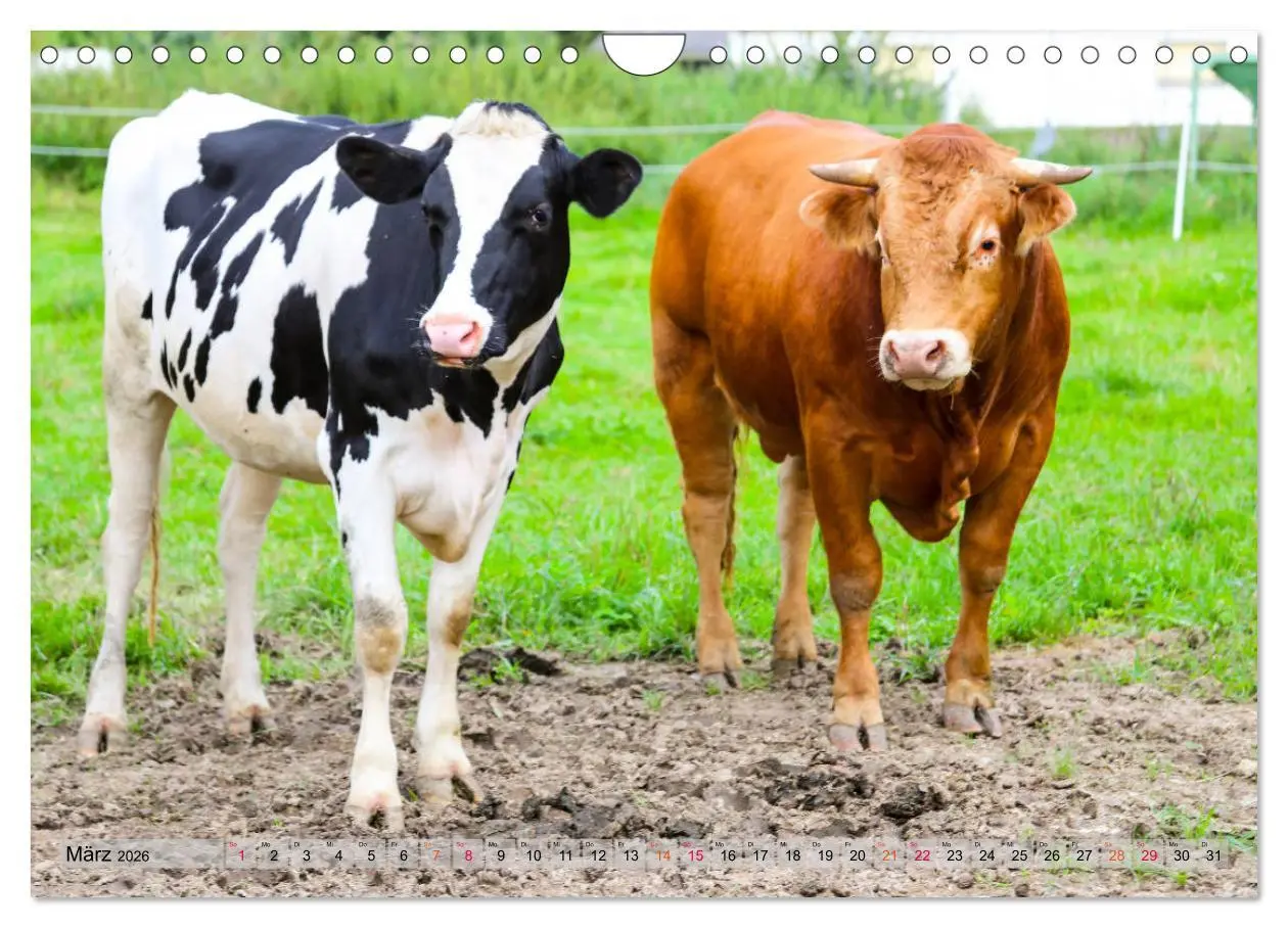 Bild: 9783457836347 | Sanfte Holsteiner (Wandkalender 2026 DIN A4 quer), CALVENDO...