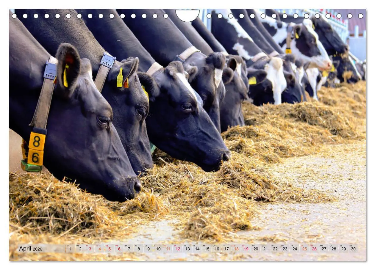 Bild: 9783457836347 | Sanfte Holsteiner (Wandkalender 2026 DIN A4 quer), CALVENDO...