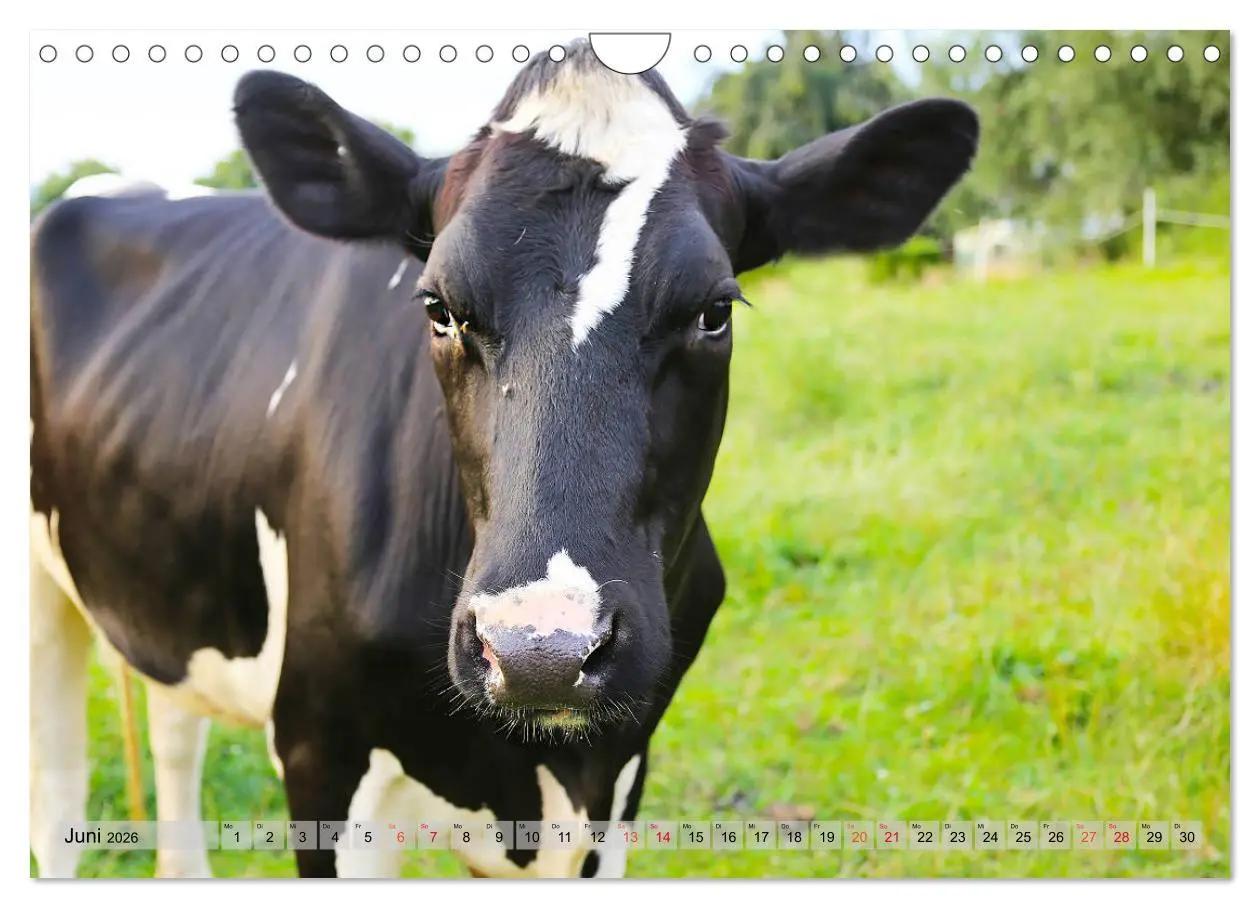 Bild: 9783457836347 | Sanfte Holsteiner (Wandkalender 2026 DIN A4 quer), CALVENDO...