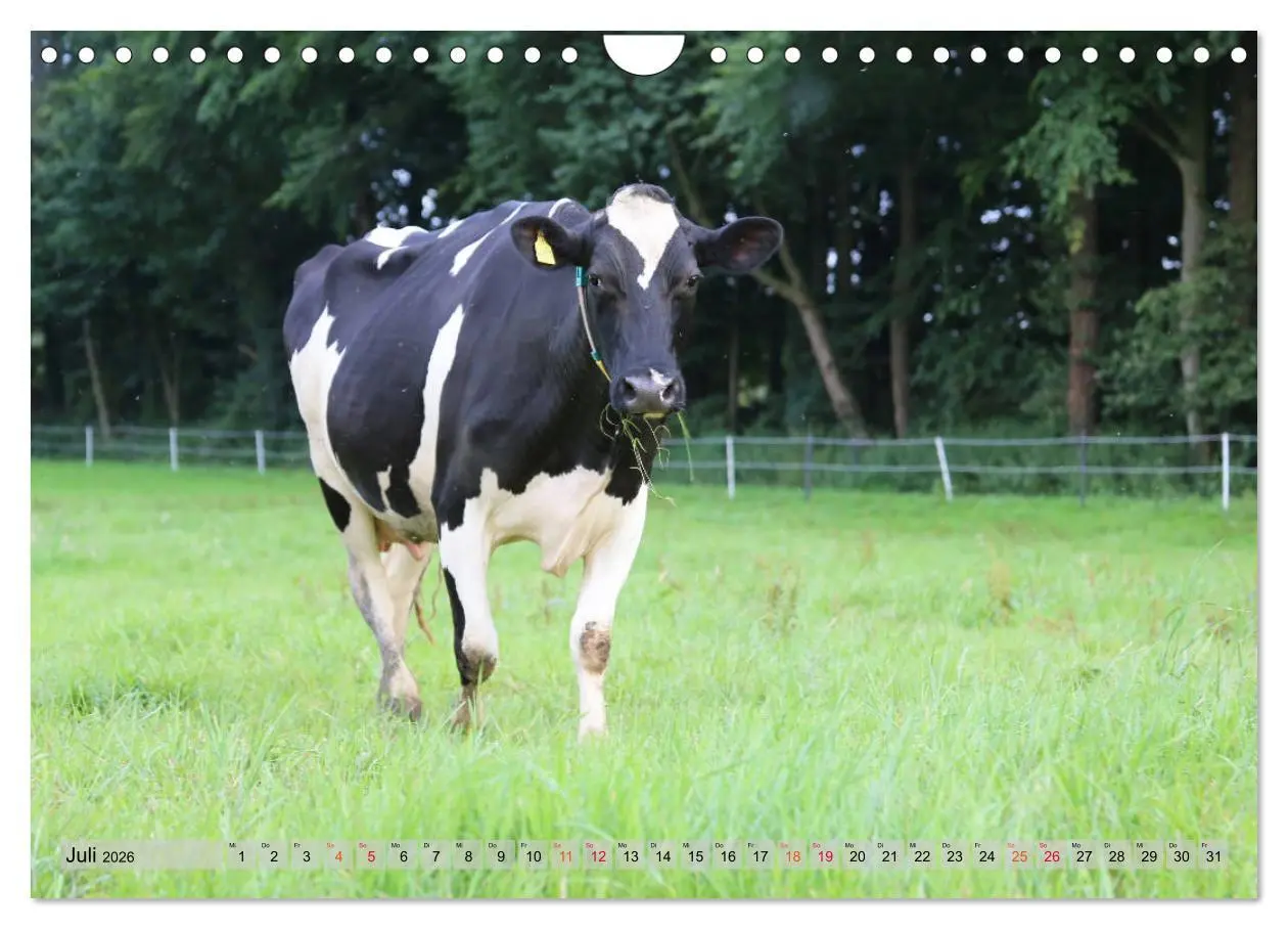 Bild: 9783457836347 | Sanfte Holsteiner (Wandkalender 2026 DIN A4 quer), CALVENDO...