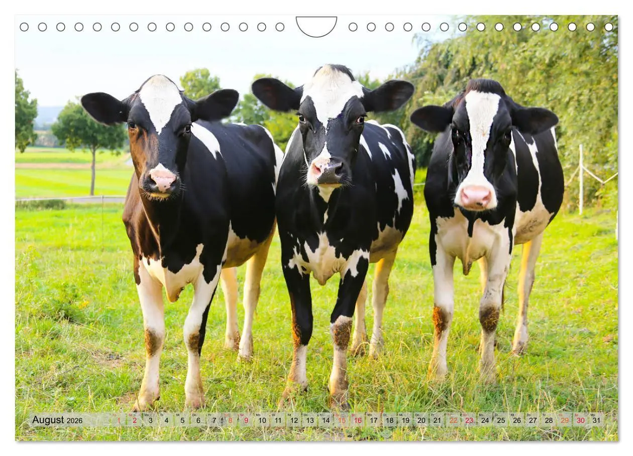 Bild: 9783457836347 | Sanfte Holsteiner (Wandkalender 2026 DIN A4 quer), CALVENDO...