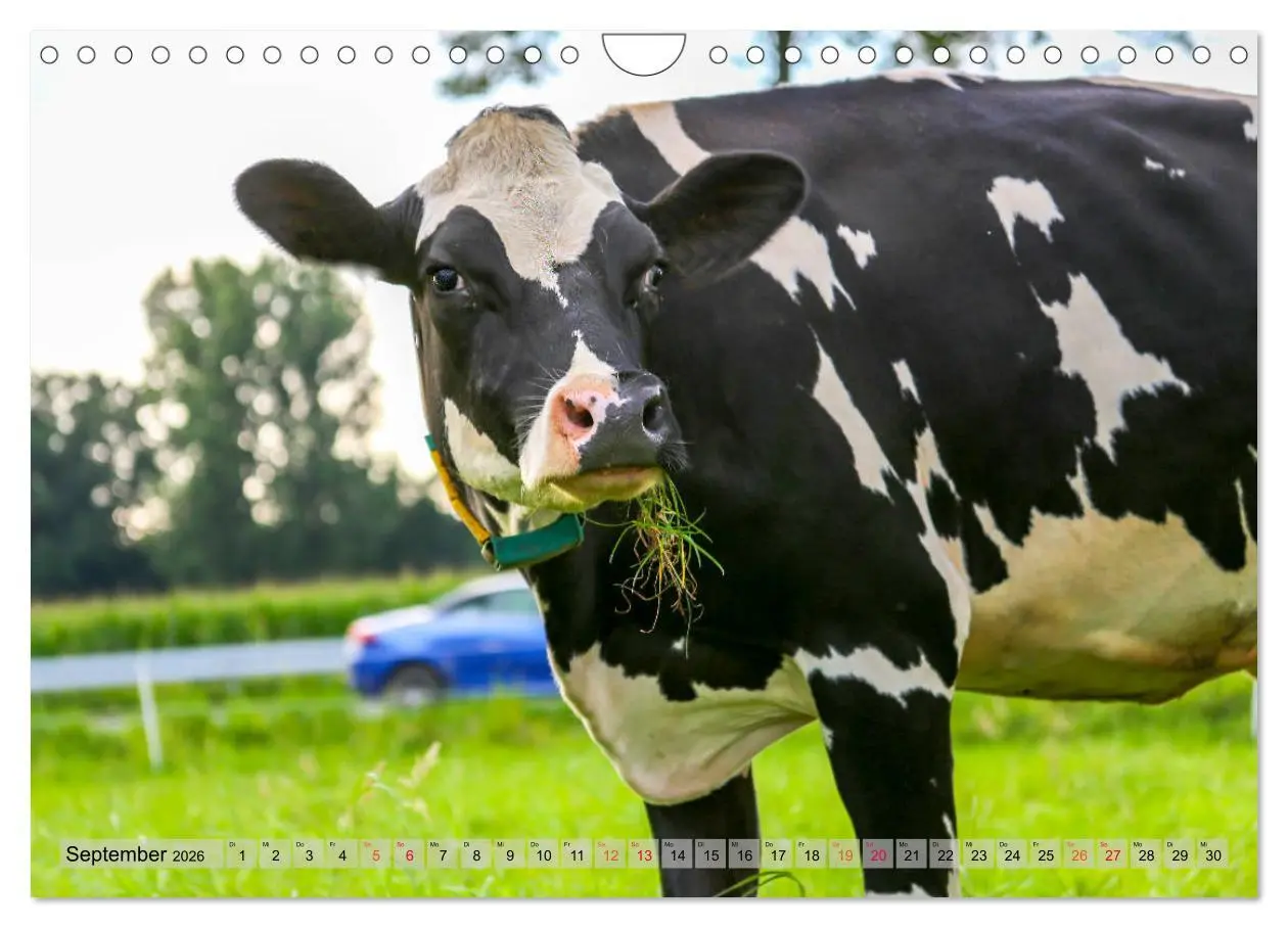 Bild: 9783457836347 | Sanfte Holsteiner (Wandkalender 2026 DIN A4 quer), CALVENDO...