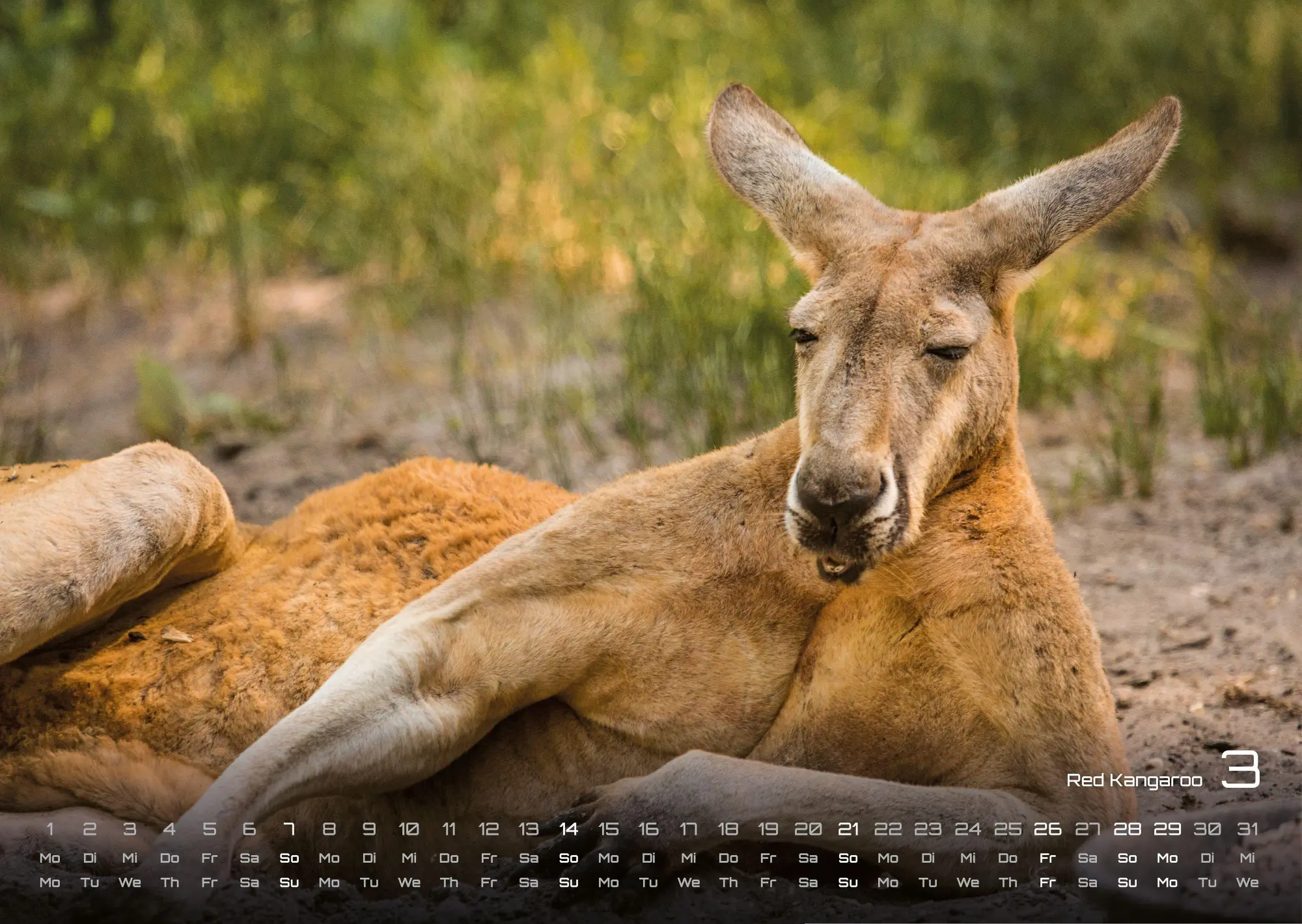 Bild: 9783986736347 | Australien - das Land der Kängurus - 2027 - Kalender DIN A3 | de