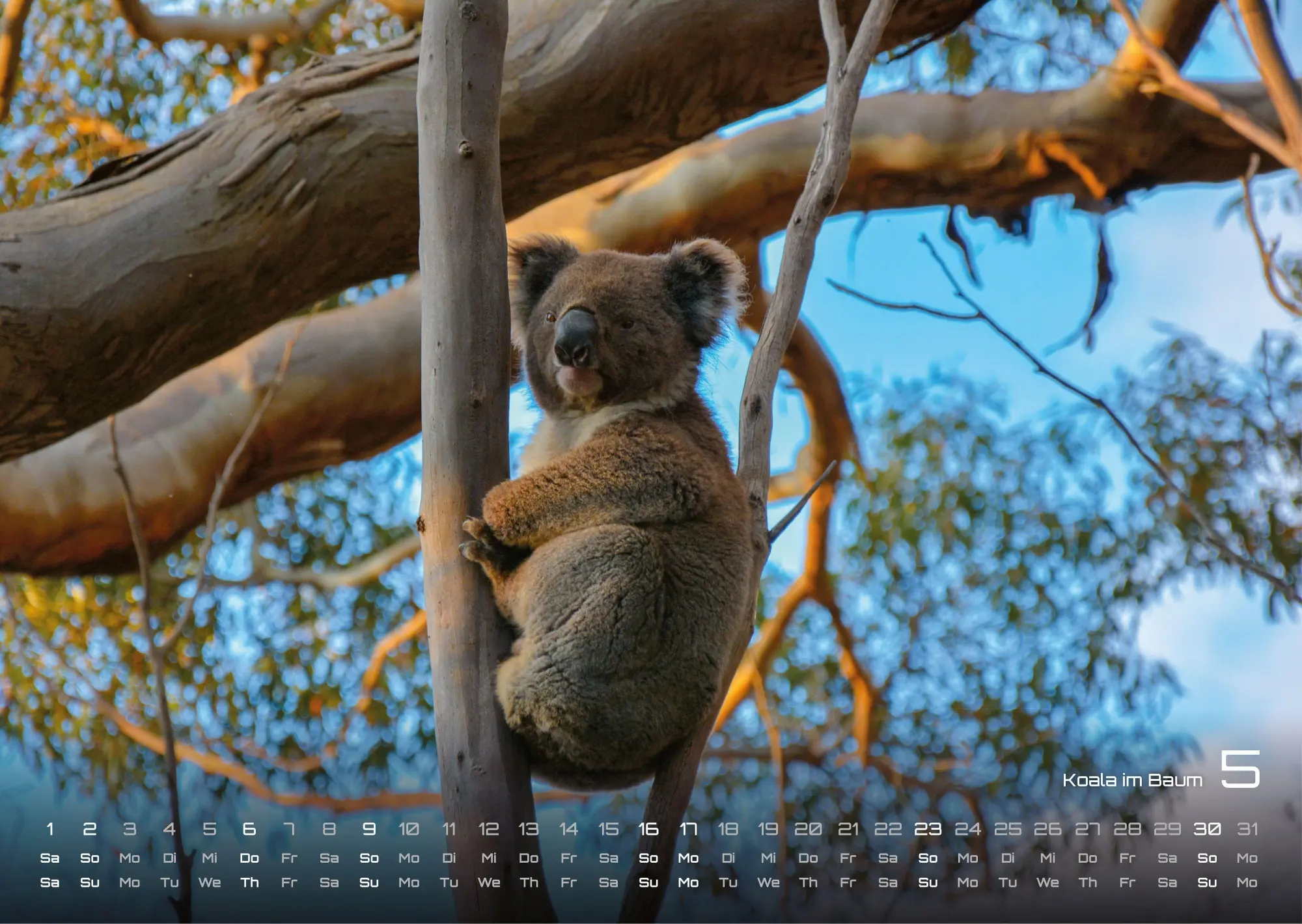 Bild: 9783986736347 | Australien - das Land der Kängurus - 2027 - Kalender DIN A3 | de
