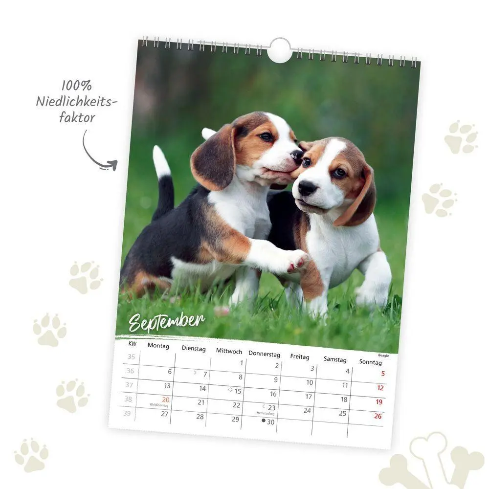 Bild: 9783988026347 | TRÖTSCH - Classickalender Hunde 2027 | Wandkalender | KG | Kalender