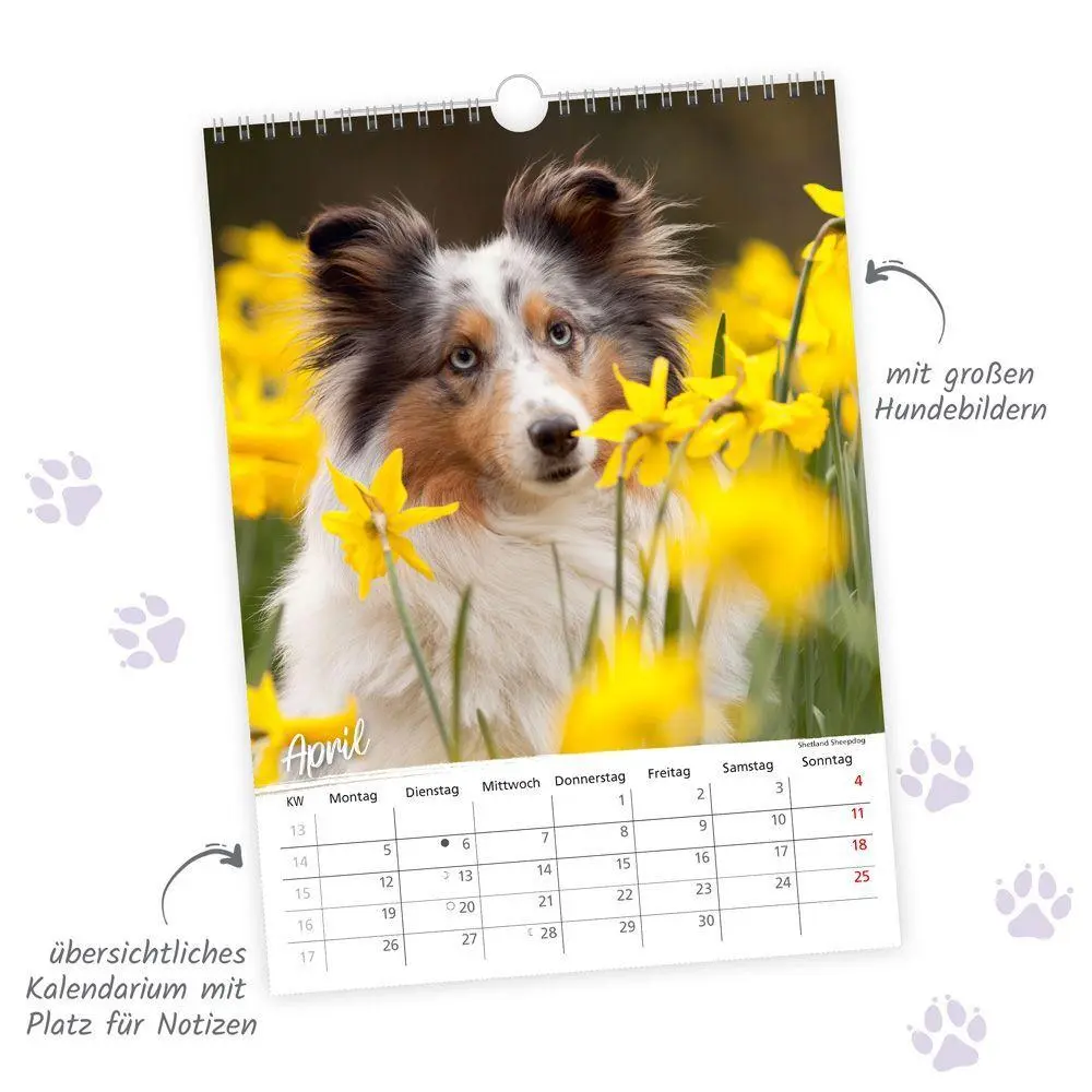 Bild: 9783988026347 | TRÖTSCH - Classickalender Hunde 2027 | Wandkalender | KG | Kalender