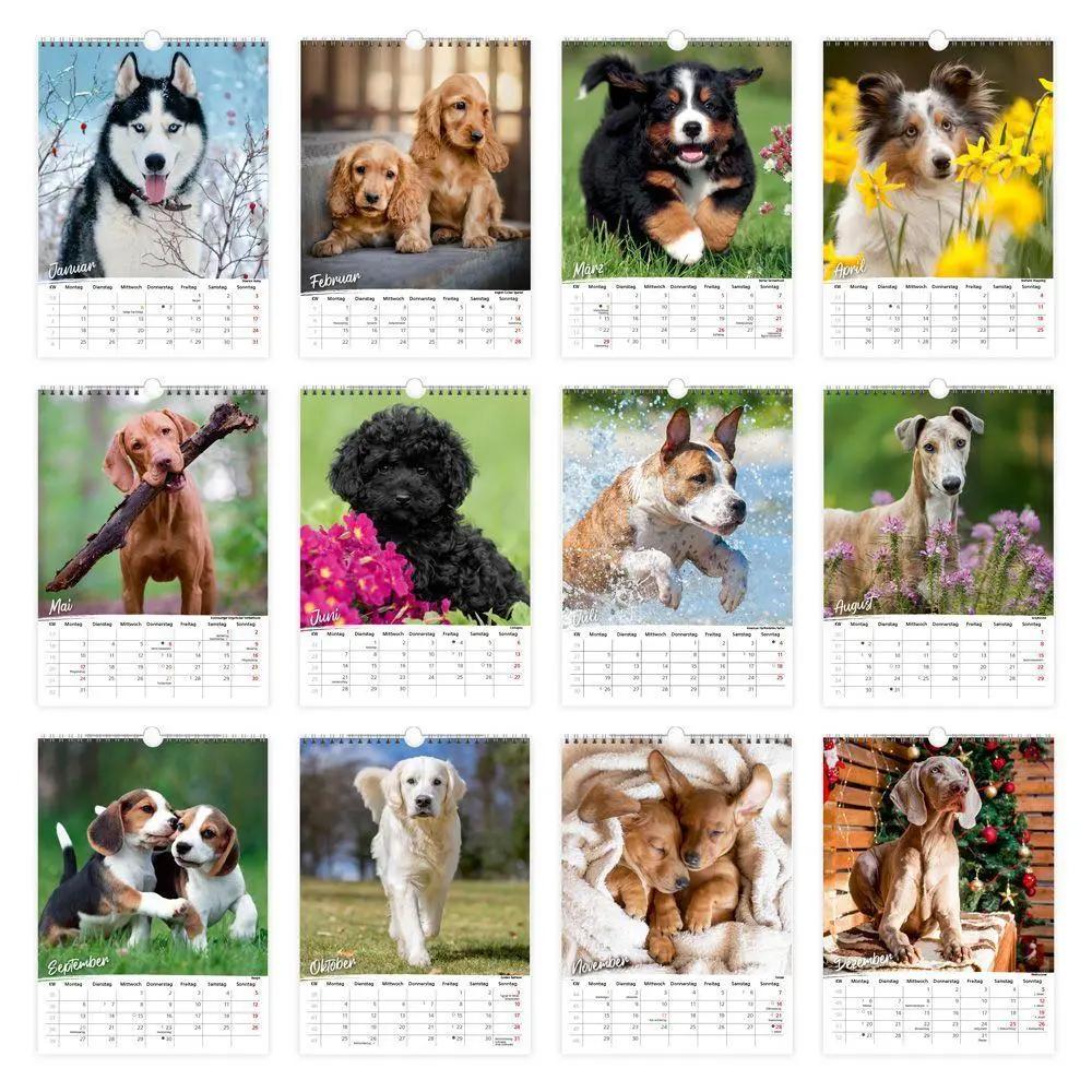 Bild: 9783988026347 | TRÖTSCH - Classickalender Hunde 2027 | Wandkalender | KG | Kalender