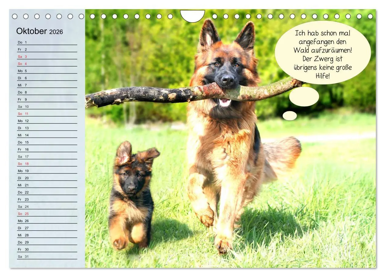 Bild: 9783457756447 | Hurra! Wir gehen Gassi! Abenteuer mit dem Hund! (Wandkalender 2026...