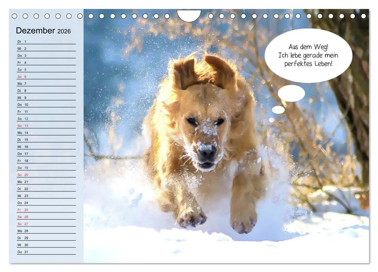 Bild: 9783457756447 | Hurra! Wir gehen Gassi! Abenteuer mit dem Hund! (Wandkalender 2026...