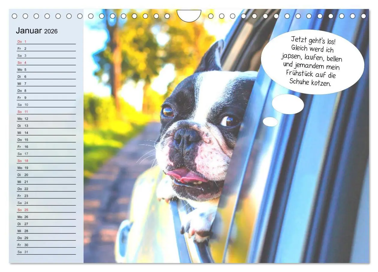 Bild: 9783457756447 | Hurra! Wir gehen Gassi! Abenteuer mit dem Hund! (Wandkalender 2026...