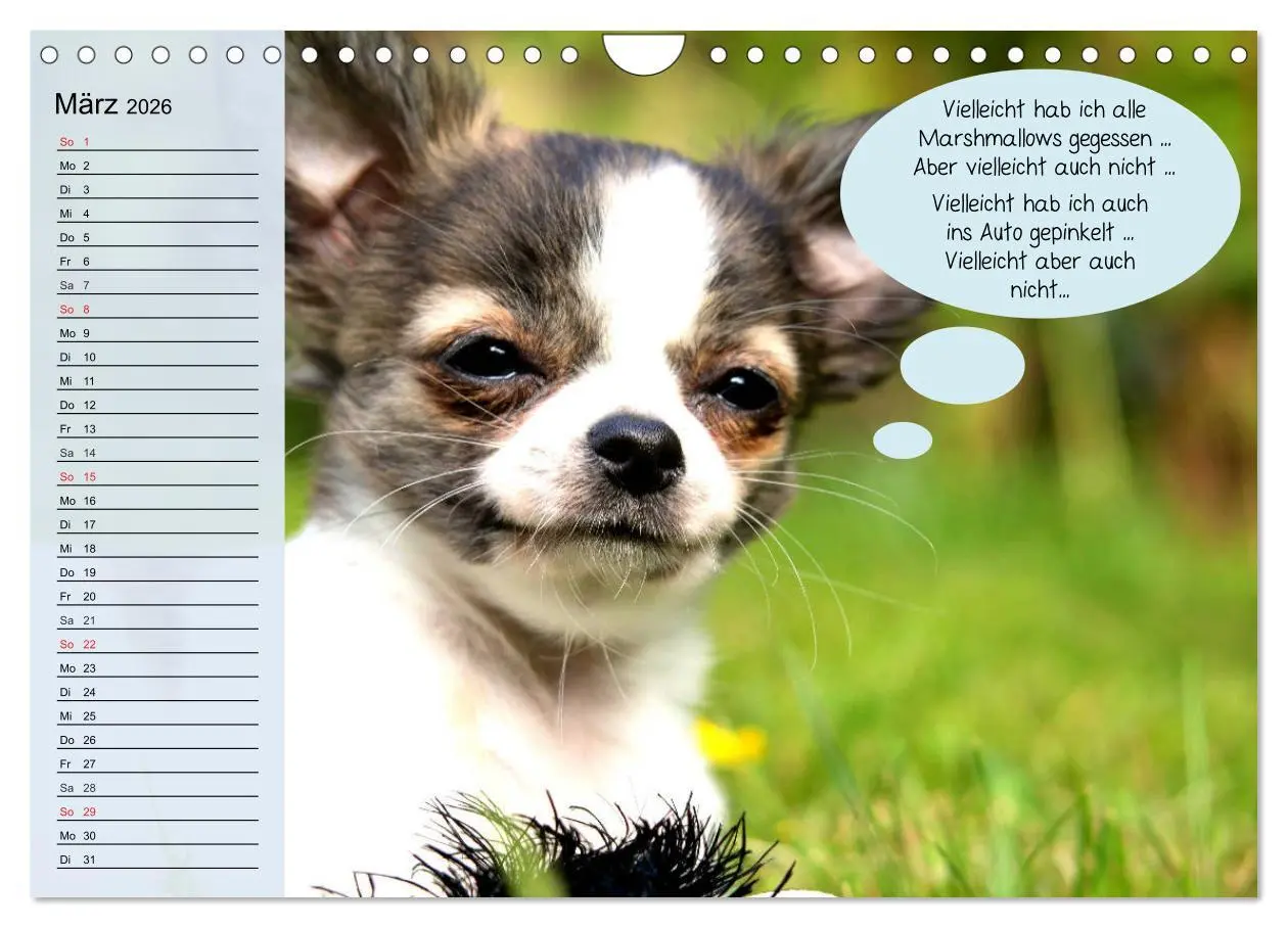 Bild: 9783457756447 | Hurra! Wir gehen Gassi! Abenteuer mit dem Hund! (Wandkalender 2026...
