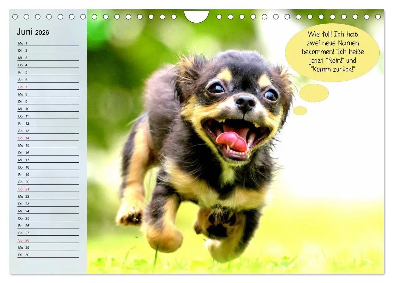 Bild: 9783457756447 | Hurra! Wir gehen Gassi! Abenteuer mit dem Hund! (Wandkalender 2026...