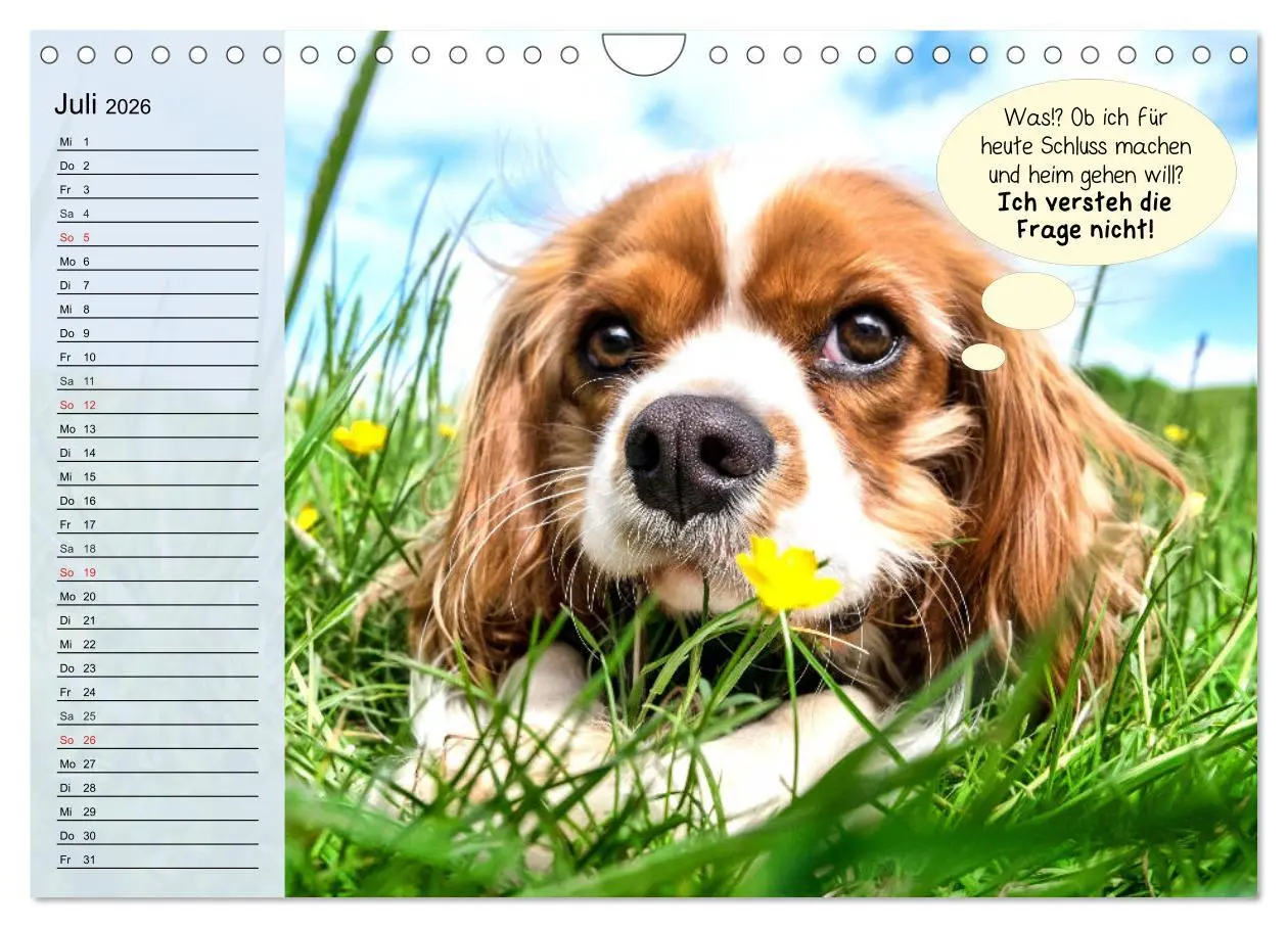 Bild: 9783457756447 | Hurra! Wir gehen Gassi! Abenteuer mit dem Hund! (Wandkalender 2026...