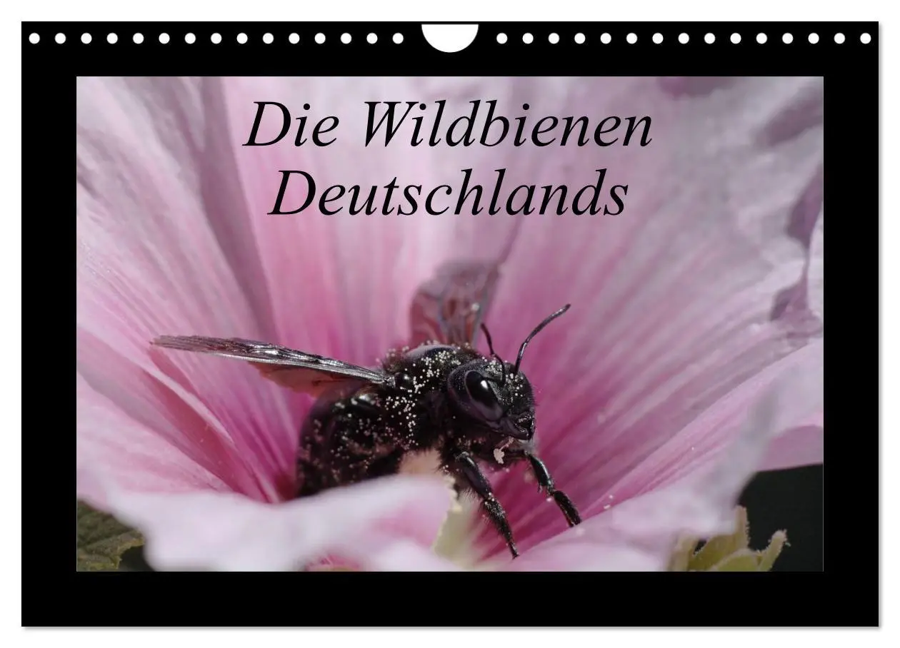 Cover: 9783516156447 | Die Wildbienen Deutschlands (Wandkalender 2026 DIN A4 quer),...